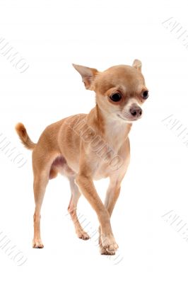 puppy chihuahua