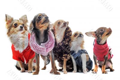 five chihuahuas five chihuahuas