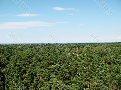 Forest of Latvia near the Baltic sea