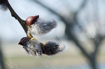 willow buds in spring