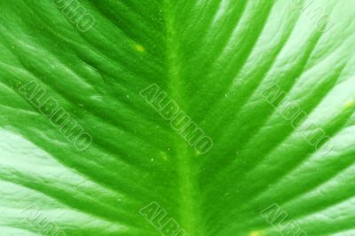 Large swamp plant leaf background