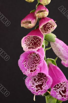 Foxglove