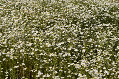 wild camomile