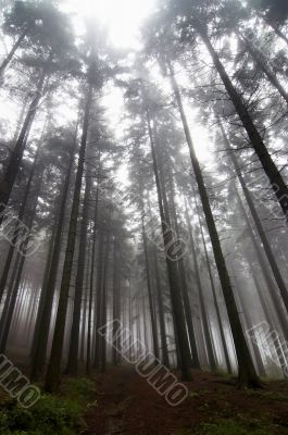 conifer forest in fog