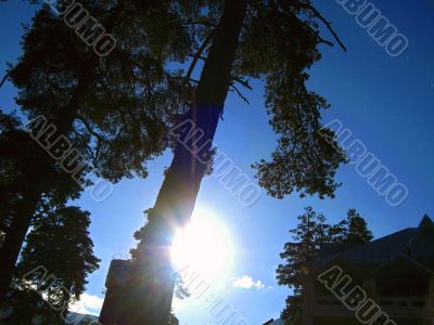 Sun look from the tree