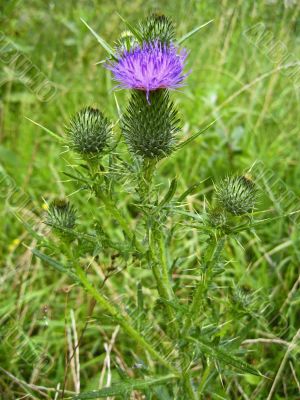 Violet flower with a pins in bloom