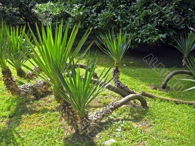 Palm tree in the park