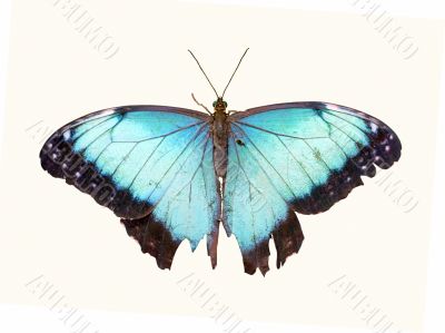 Butterfly Butterfly