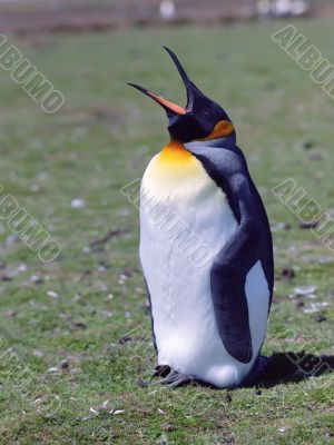 Chick emperor penguin 