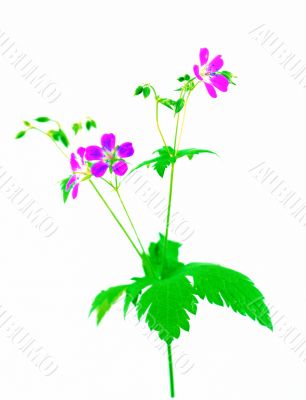 Flower Flower