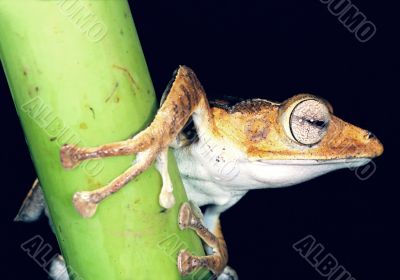 Frog in the night Frog in the night