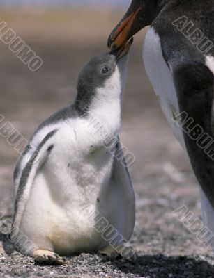 Gentoo penguins