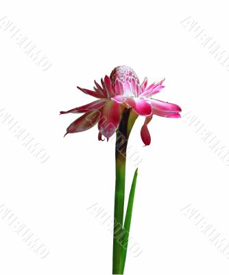 Orchid Orchid