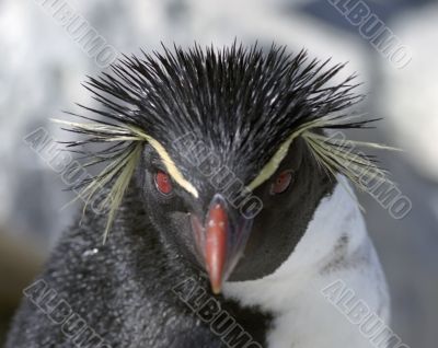 Macaroni penguin Macaroni penguin