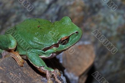 green frog is looking