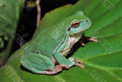 green frog sitting on a green leaf