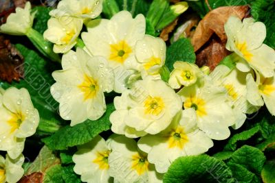 primrose after rain