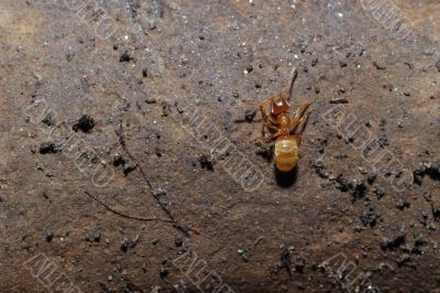 red ant on a brown stone