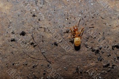 red ant on a brown stone red ant on a brown stone