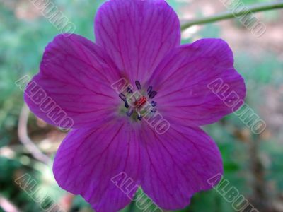 geranium sanguineum