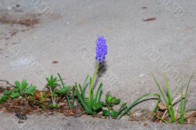 grape hyacinth between concrete grape hyacinth between concrete