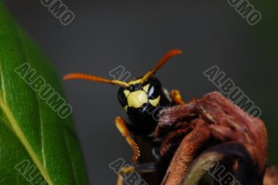 wasp looks into the camera