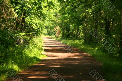 Pathway through the forest