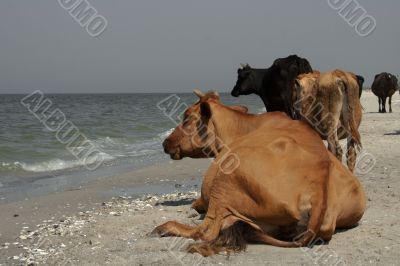 Cow's meditation