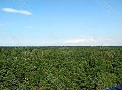 Forest of Latvia