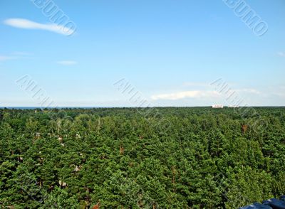 Forest of Latvia Forest of Latvia