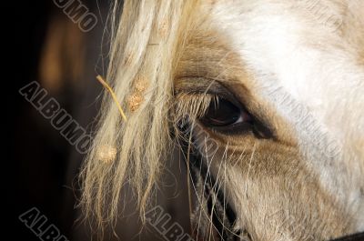 Horse's eye