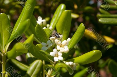 Jasmin and bee. Jasmin and bee.
