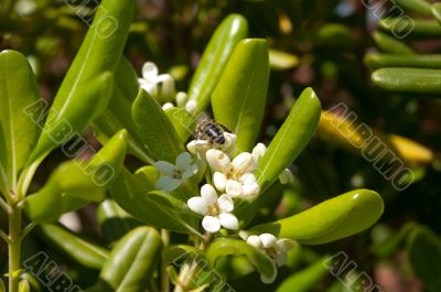 Jasmin and bee.