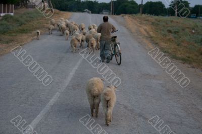Sheep on country road. Crimean village.