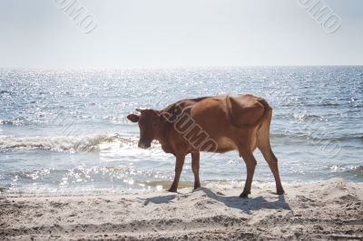 Cow on beach.