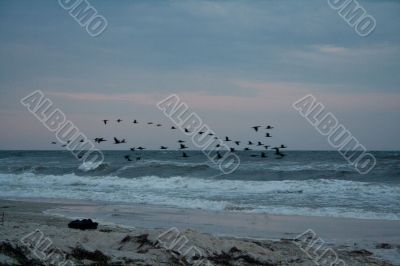 Autumn. Birds flying away.