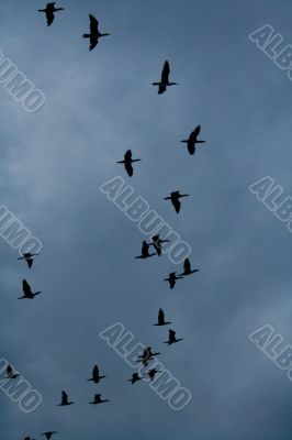 Autumn. Birds flying away.