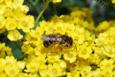 bee on yellow