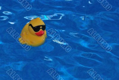 cool duck