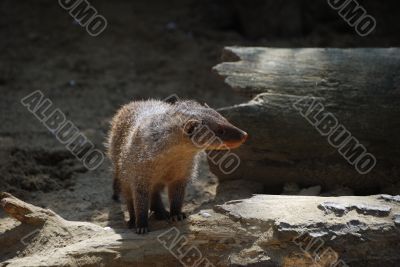 meerkats