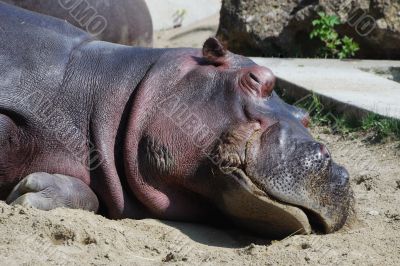 hippo sleeps