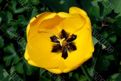 yellow tulip