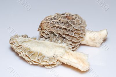 edible mushroom