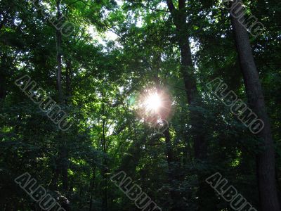 Forest in the evening