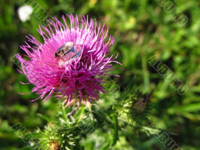 Purple thistle and the ant