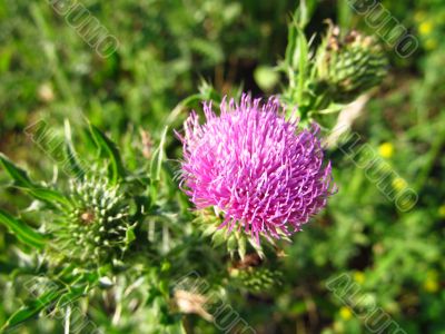 Purple thistle