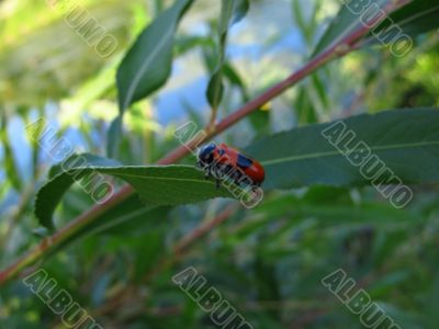 Bug on the leaf