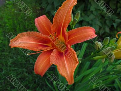 Orange lilly