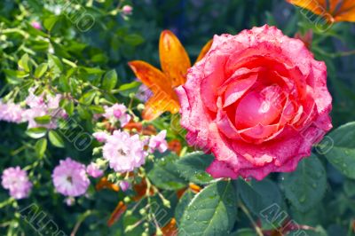 blooming red rose on a background of orange lilies