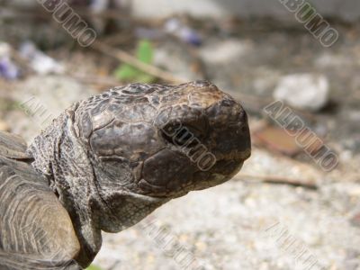 Turtle Turtle